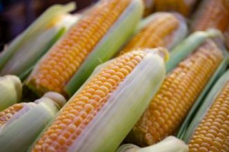 Céréales : une récolte record de 3 milliards de tonnes attendue en 2025/2026