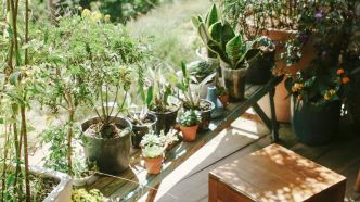 Un mini-potager sur le balcon : cultiver ses tomates, c'est le pied !