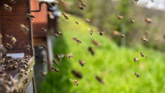À la suite d'une violente attaque d'abeilles qui a fait 24 blessés, le maire d'Aurillac veut interdire les ruchers, le parquet demande l'euthanasie des 70 000 abeilles impliquées