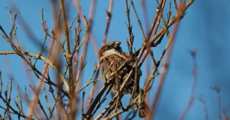 La Stratégie nationale pour la biodiversité prend du retard