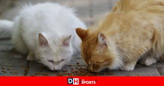 "Comparer notre subside à celui des mouvements de jeunesse est malhonnête et stérile": Coup de gueule d'une association qui gère les chats errants