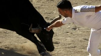 Courses camarguaises : Lou Poutoun et Lopez décrochent le souvenir Florent-Sales, à Sommières (As)