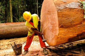 Bois : l'exploitation forestière recule au Cameroun dans un contexte de durcissement de la fiscalité