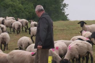 Les agriculteurs autorisés à utiliser les jachères pour le pâturage : bonne ou mauvaise idée ?