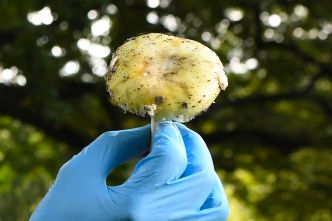 Meurtres aux champignons vénéneux en Australie: l'accusée reconnue coupable