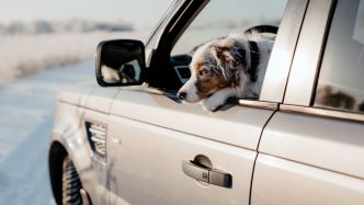 "Tueur de chien" : un homme traîne son animal en laisse par la fenêtre de sa voiture lancée à pleine vitesse, sa maison prise pour cible et incendiée