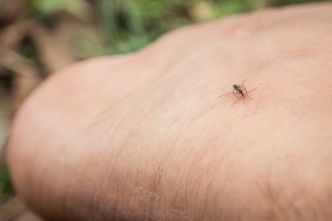 La Chine dévoile un microdrone espion inspiré du moustique