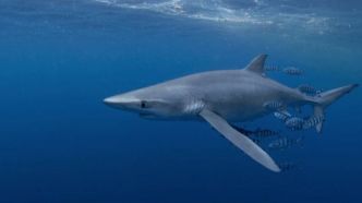 Un requin provoque la panique sur une plage du Gard et fait fuir les baigneurs