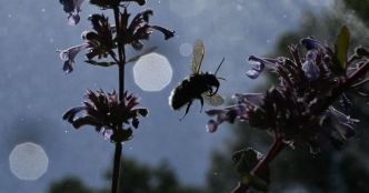 Des abeilles piquent 24 personnes à Aurillac, un cas «très rare»