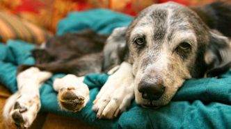 Attention à ces fruits que vous donnez à votre chien car ils peuvent le tuer en quelques heures