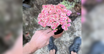 VIDÉO. Plutôt que d’acheter de nouvelles plantes, il se sert dans les cimetières
