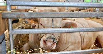 Le beau succès de la foire agricole d'Ettelbruck