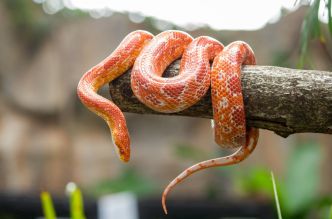 Ophiophobie : quand la peur des serpents paralyse