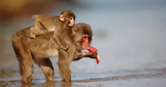 Des mâles dominants ? Une étude sur les primates déconstruit un vieux mythe