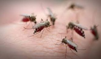 Pourquoi les moustiques piquent toujours les mêmes personnes ? La science répond
