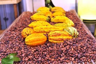 Côte d'Ivoire – Cacao : Un moteur économique entre ambition industrielle et défis persistants