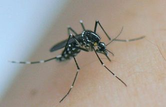 Dengue, Zika, Chikungunya... Toutes les questions que posent ces maladies véhiculées par le moustique-tigre