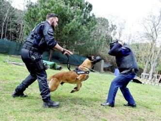 Deux nouveaux chiens pour la police municipale de Fréjus, l'opposition municipale aurait préféré le recrutement d'un agent