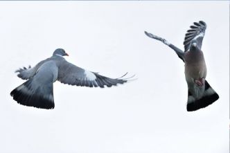 Invasion de pigeons : un agriculteur fait appel à un chasseur pour une régulation d'urgence