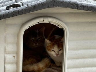 Le casse-tête de la garde des animaux de compagnie pendant les vacances