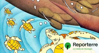 Pourquoi les tortues foncent dans la gueule des bateaux