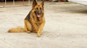 Il traîne son chien mort derrière sa voiture sur plusieurs kilomètres, des internautes le retrouvent et brûlent sa maison