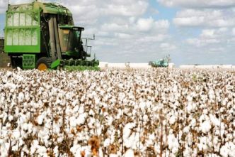Sodecoton : l'État camerounais porte sa part à 89 % après le rachat des actions de Geocoton pour 46 milliards FCFA