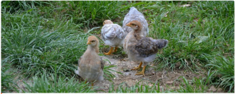 L'UE envoie les poussins bio en plein air – les agriculteurs critiquent le manque de protection des animaux