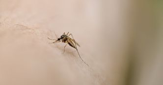 Ce qu'il faut faire (et ne pas faire) pour protéger Bébé des moustiques, selon un pédiatre