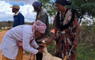 Élevage : le Nigeria renforce l'intégration de l'IA dans la gestion de la santé animale