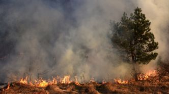 Animaux morts, installations détruites : ce qu'on sait de l'incendie géant à Narbonne
