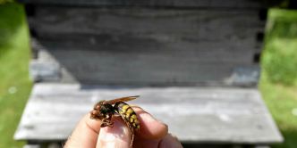 Que faire en cas d'attaques d'abeilles ?