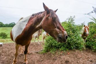 Sept chevaux retrouvés morts dans les Hautes-Pyrénées en un mois : l'éleveur incrimine un ours, la préfecture classe l'affaire en « origine indéterminée »
