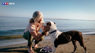 "C'est un peu le parcours du combattant" : où partir en vacances avec son chien cet été ? | TF1 INFO