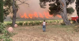 "C'est un désastre" : le vignoble de l'Aude durement touché par les incendies
