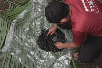 SÉRIE. Le wassaï au Brésil : face au succès international, le projet d'un cultivateur local pour préserver la tradition