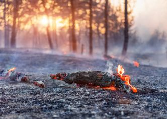 Ce qui risque d'arriver à votre cerveau si un incendie est déclaré près de chez vous