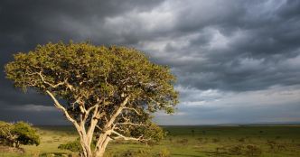 Des figuiers du Kenya transforment le CO₂ en pierre