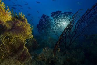 La Méditerranée en surchauffe: les scientifiques «effrayés» par une canicule marine à la précocité inédite