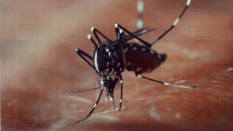 Chikungunya : douze cas autochtones confirmés dans les Bouches-du-Rhône, dont dix à Salon-de-Provence