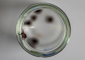 Le lait cru est un nouveau vecteur de transmission de l'encéphalite à tiques