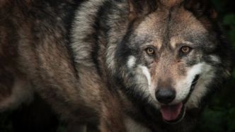 Loup, éleveurs, bergers... Pourquoi la cohabitation est-elle toujours délicate dans les Alpes du Sud ?
