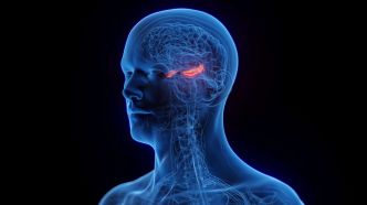 Une nouvelle étude prouve que le cerveau humain produit encore des neurones à l'âge adulte : la fin d'une vieille controverse ?