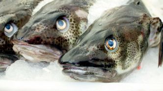 Une transformation génétique inattendue frappe un poisson adoré des Européens