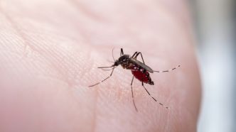 Un nouveau cas de chikungunya à Lambesc après 11 cas autochtones, les services de santé lancent leur plan d'alerte