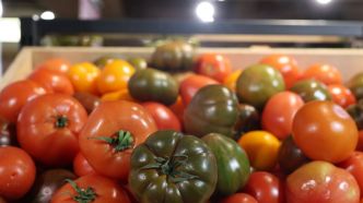 « Sans mon entreprise, c'est la fin pour moi » : le désarroi du producteur de tomates condamné pour travail dissimulé