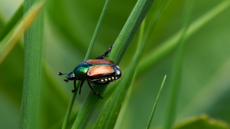 Il représente une menace pour plus de 400 espèces végétales : le scarabée japonais, une espèce invasive, détecté en France pour la première fois