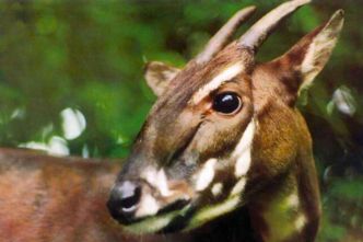 La « licorne asiatique » pourrait survivre grâce à un mix génétique inédit