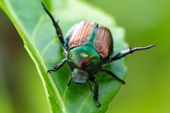 Le scarabée japonais débarque en France et menace pour la biodiversité