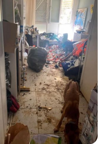 Nourriture absente, chaleur écrasante et déchets : un chien maltraité de 3 ans sauvé par la police à La Ciotat